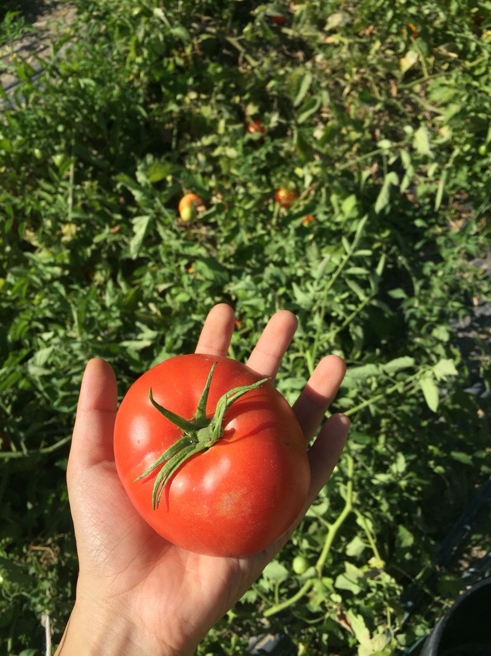 Légumes frais cueillis le matin